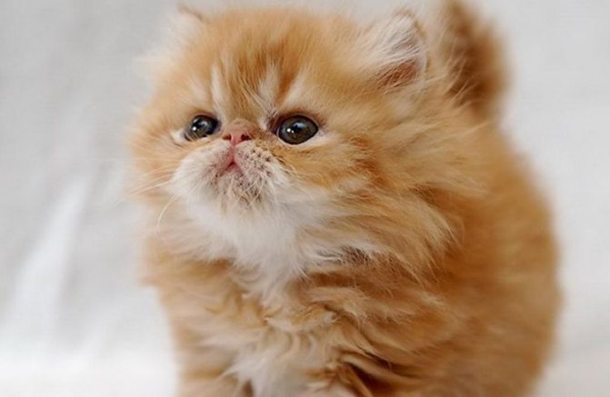 Рыжий персидский котенок