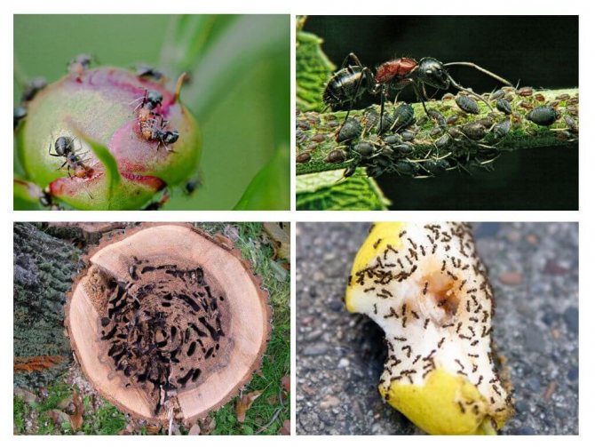 Садовые муравьи - вред и польза