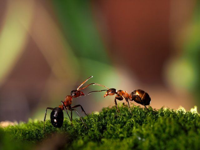 Садовые муравьи - вред и польза