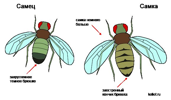 Самец и самка мухи