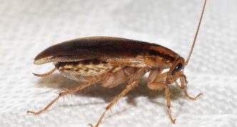Самец таракана