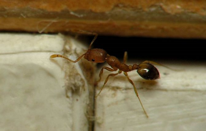 Самка рыжего муравья