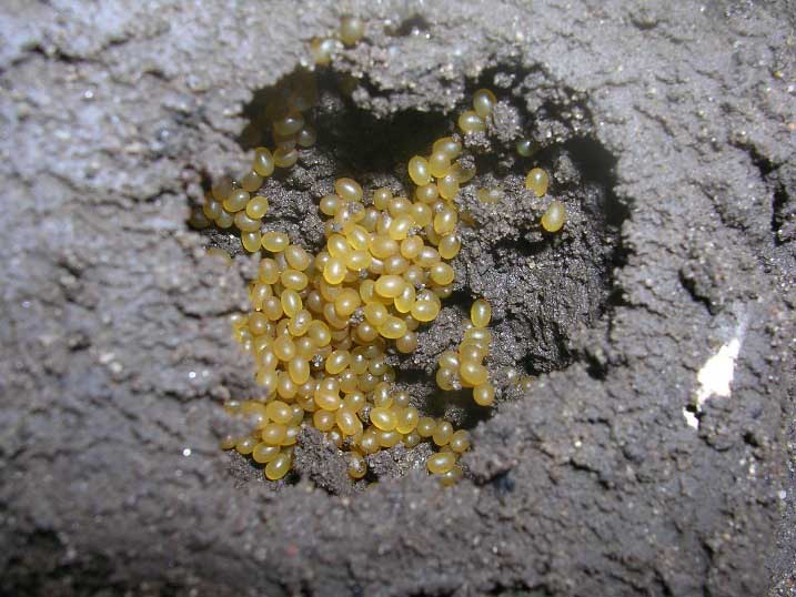 Самки майского жука способны отложить в почву до 30 яиц