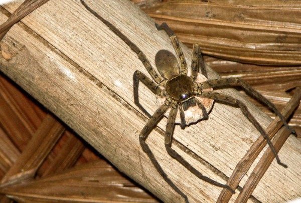 Самые большие пауки в мире, фотографии. Названия, где обитают на планете, интересные факты