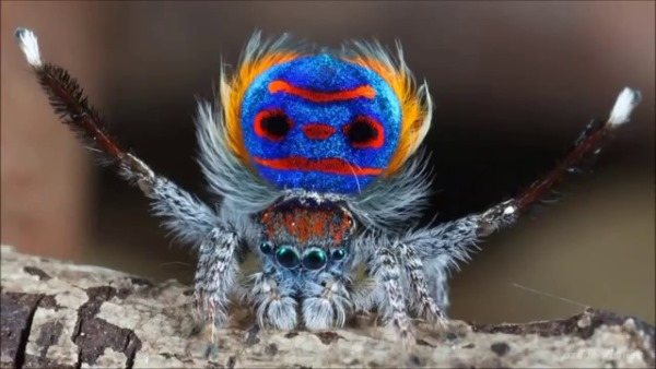 Самые большие пауки в мире, фотографии. Названия, где обитают на планете, интересные факты