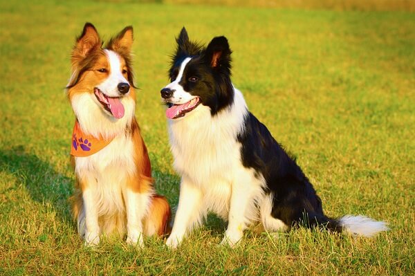 Самые гипоаллергенные собаки: 19 пород не вызывающих аллергию у людей