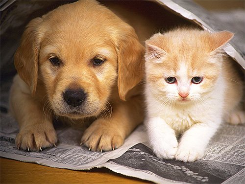 Самые популярные домашние животные - коты и собаки - редко подвергаются укусам