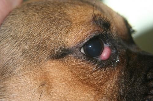 Самые вероятные болезни третьего века у собак и грамотное лечение