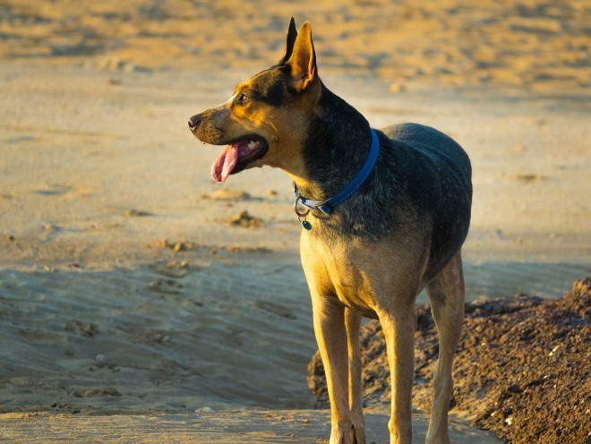 Себорея у собак: виды, симптомы, лечение