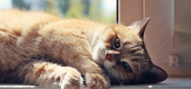 Седативные средства для кошек во время течки
