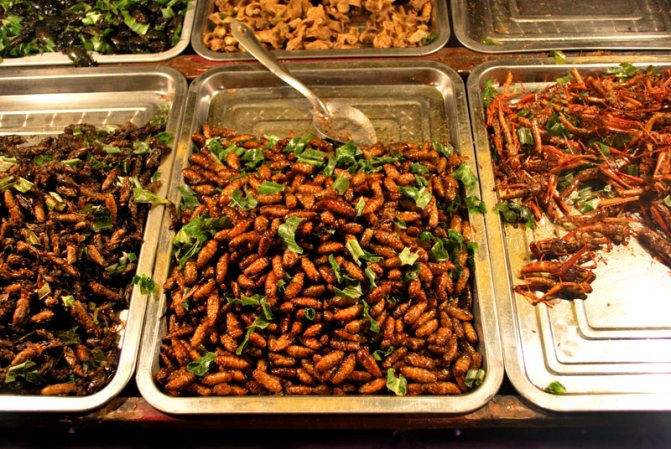 Съедобные насекомые Таиланда