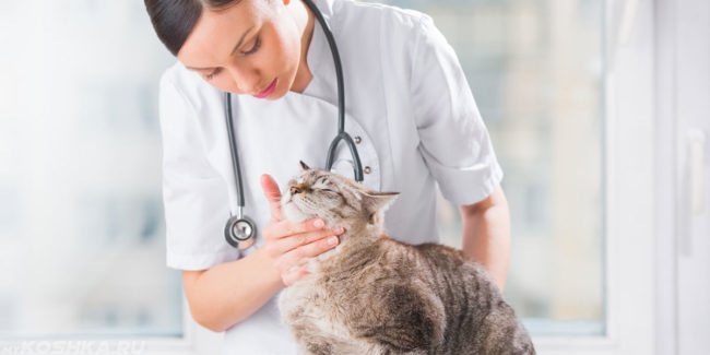 Серая кошка на процедуре осмотра у ветеринара в белом халате