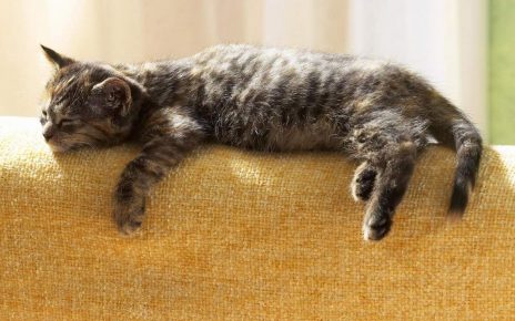 Серая кошка спит на спинке дивана