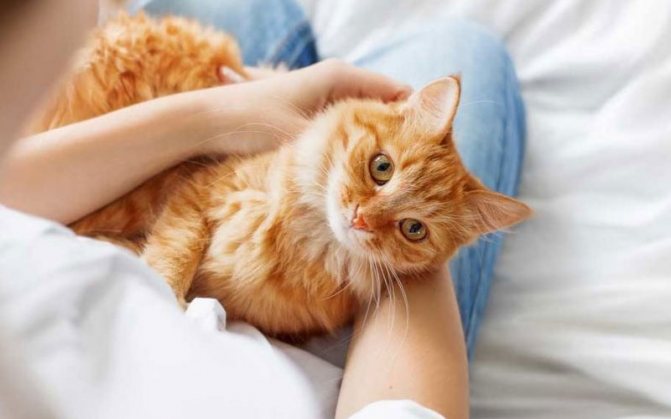 Сердечная недостаточность у котов, виды, симптомы, диагностика и лечение