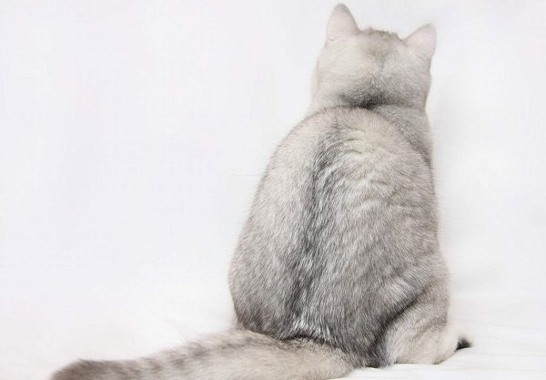 Серебристая-шиншилла-кошка-Описание-особенности-уход-и-содержание-породы-16