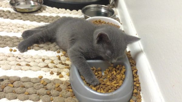 серо-голубой котёнок уснул в миске с кормом