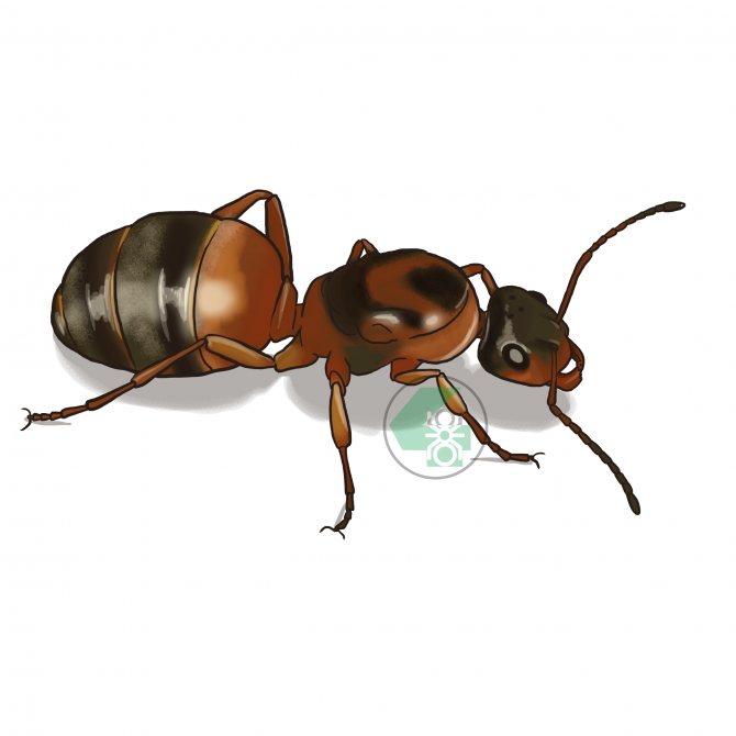 Serviformica rufibarbis (краснощекий муравей-минер)