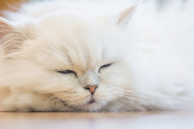 Серый кот - фото, описание и характеристика породы