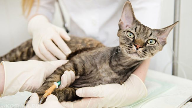 Серый кот с капельницей на ветеринарном столе