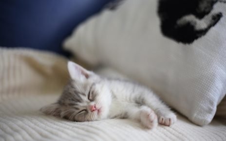 Серый котёнок спит на кровати