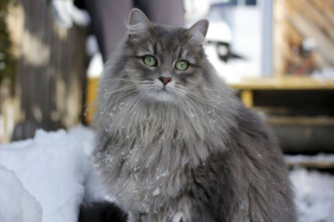 серый сибирский кот