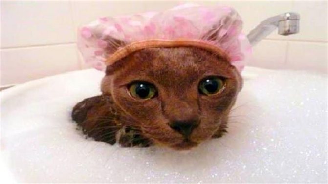 Шапочка на голове может защитить ушки кота во время купания