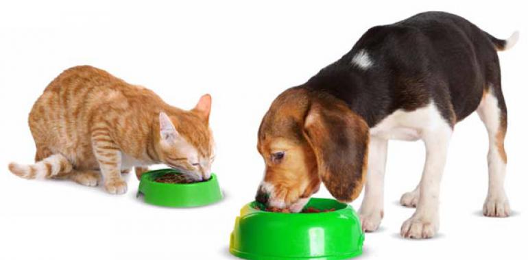 щенок и кот едят из тарелок