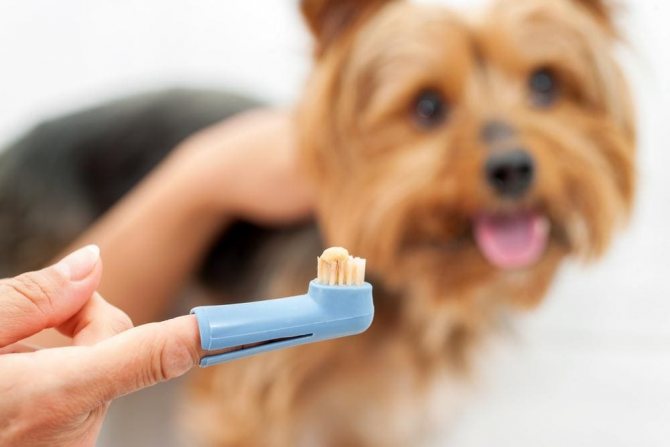 Щетка на палец для чистки зубов у собаки