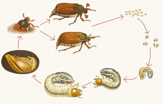 Схема развития майского жука - от яиц и личинки до взрослой особи