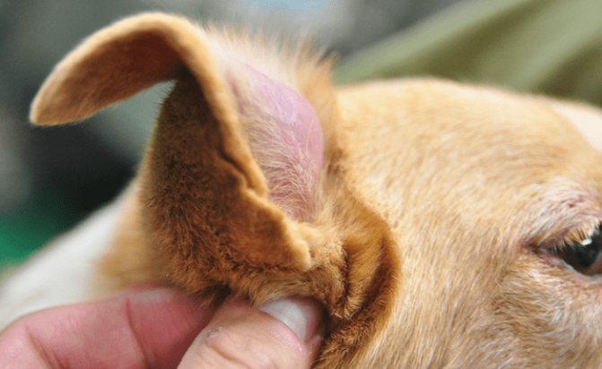 шишка на ухе у собаки