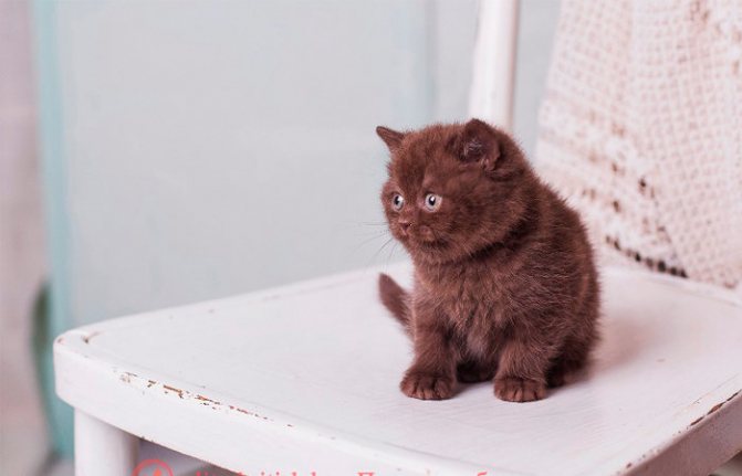 Шоколадный британский кот