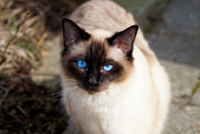 Сиамская кошка: описание породы, фото, характер