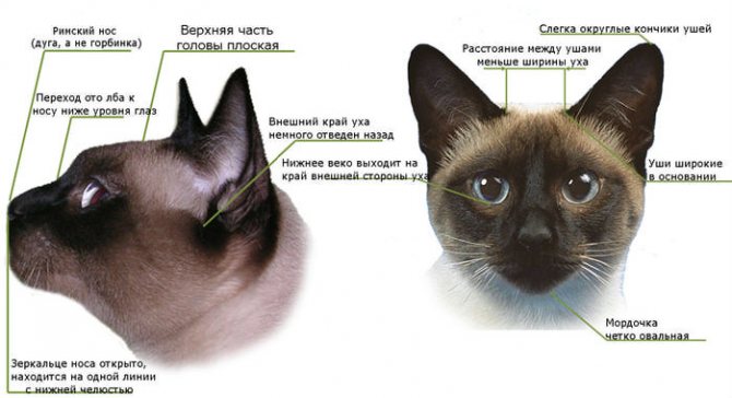 Сиамский кот стандарт породы