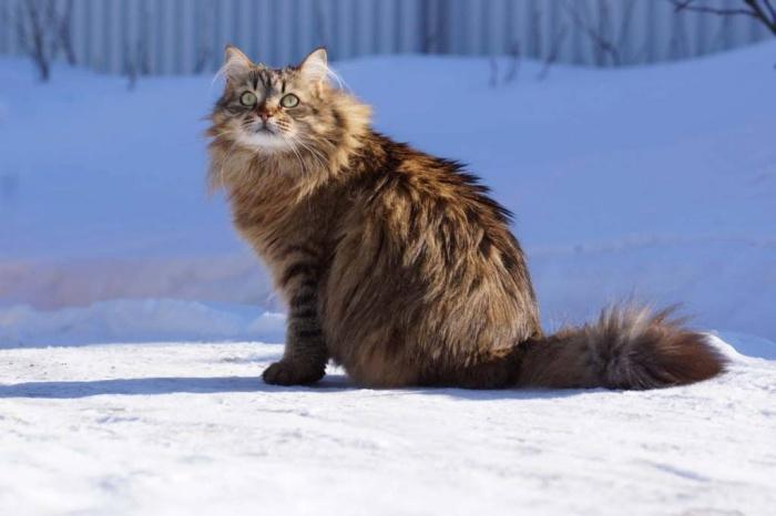 сибирская кошка на прогулке