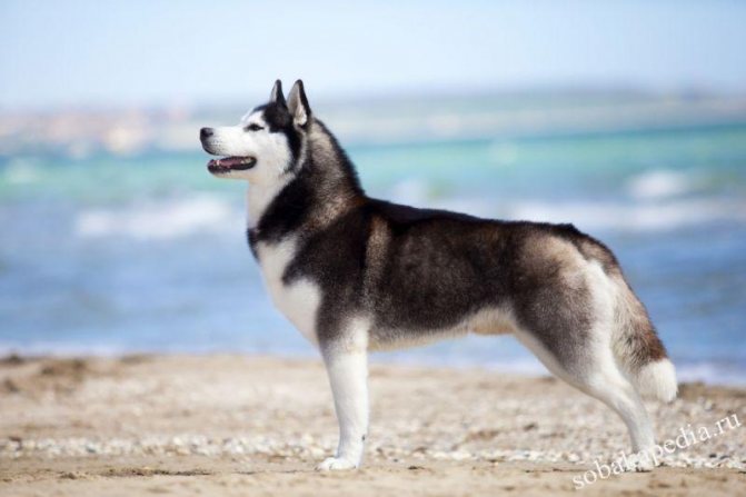 Сибирский хаски — собаки лишенные агрессии, но не ума