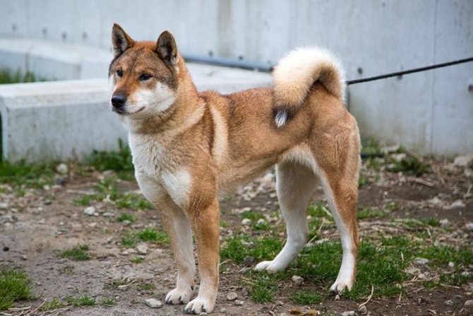 Сикоку (шикоку) — рыжая собака японской породы