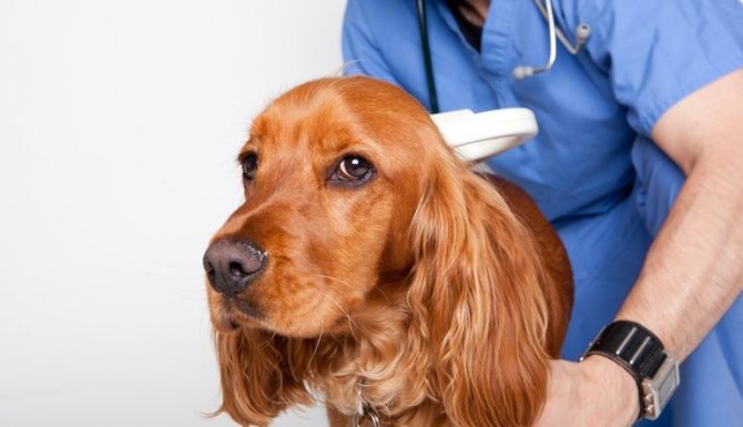 Симптомы что такое микоплазмоз у собак