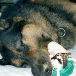 Симптомы и лечение чумки собак фото