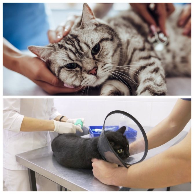 Симптомы и лечение холецистита у кошек