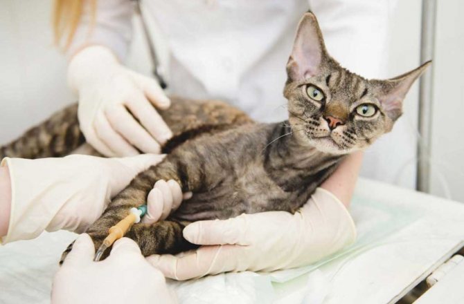 Симптомы и лечение СПИДа у кошек