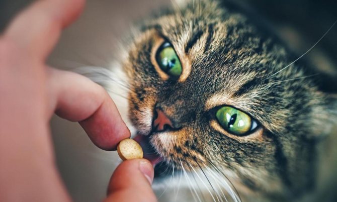 Симптомы и лечение СПИДа у кошек