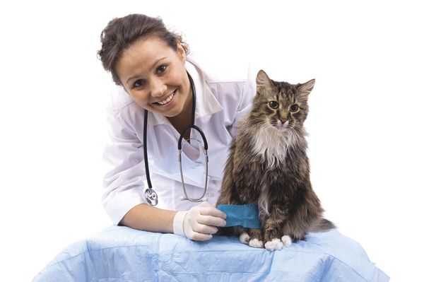 Симптомы и методы лечения инсульта у кошек