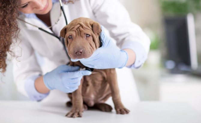 Симптомы и первые признаки инсульта у собаки