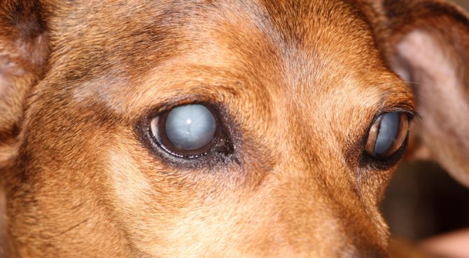 Симптомы катаракты у собак