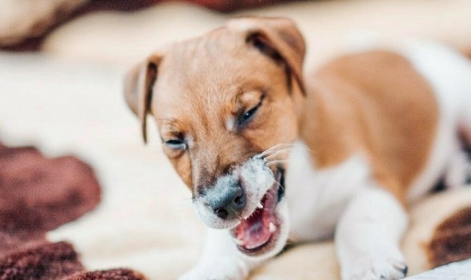 Симптомы коллапса трахеи у собак