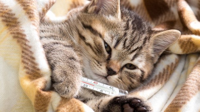 Симптомы почечной недостаточности у кошек