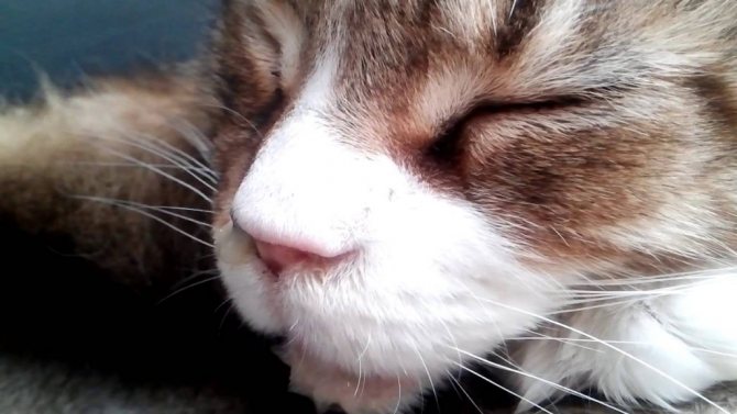 симптомы сопутствующие запаху изо рта у кошек