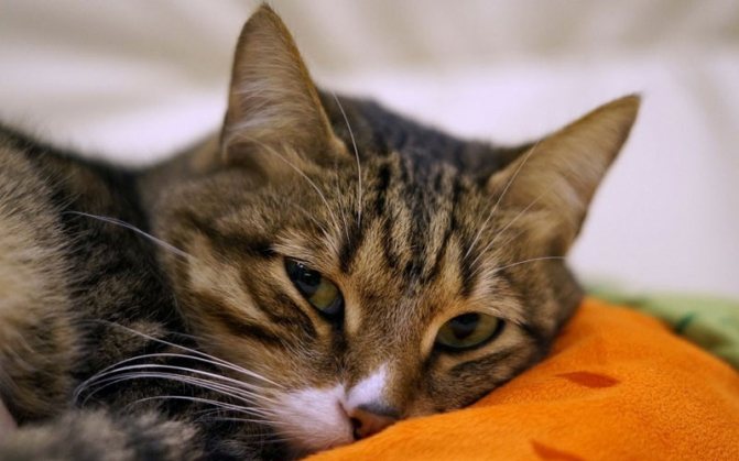 Симптомы токсоплазмоза у котов