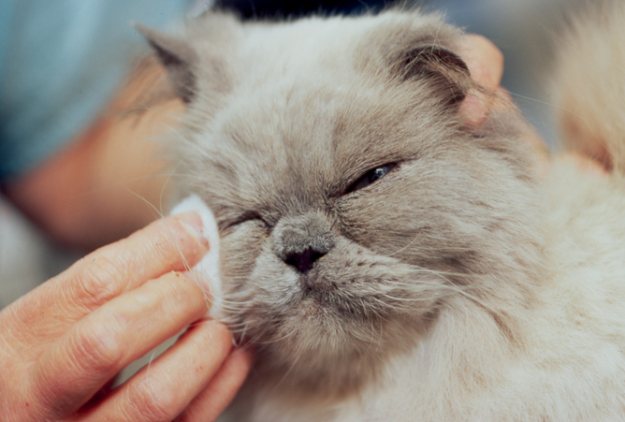 Синдром сухого глаза побуждает кота расчесывать глаз, тем самым травмируя его