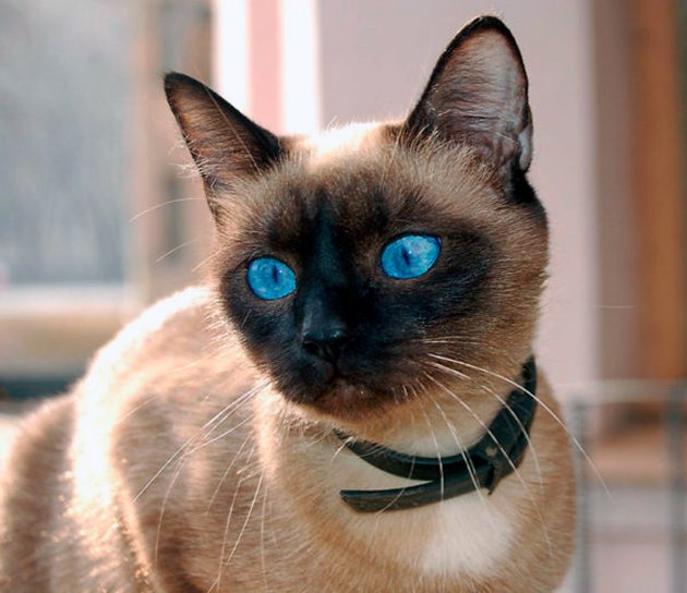 Систематическая посещения ветеринара гарант здоровья сиамской кошки